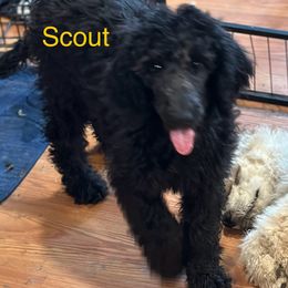 Scout - Black Poodle puppy in Lebanon, Ohio from Lucky's Legacy
