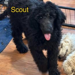 Scout - Black Poodle puppy in Lebanon, Ohio from Lucky's Legacy