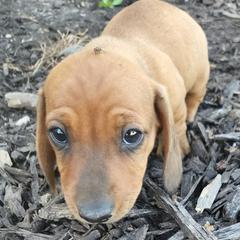 Dachshunds from The Wiener Farm