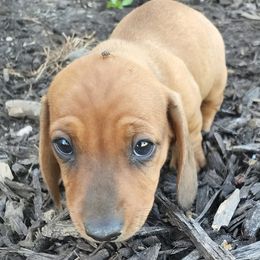 Dachshunds from The Wiener Farm