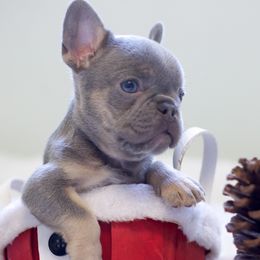French Bulldog Puppies from Cream of the Crop Frenchies