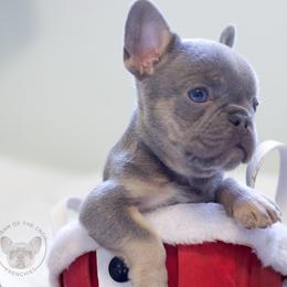 French Bulldog Puppies from Cream of the Crop Frenchies