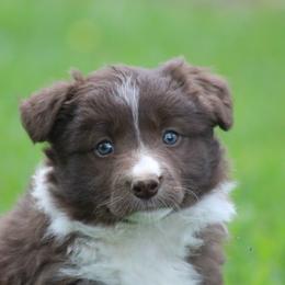 Red girl 1 - Red female Border Collie puppy in Tylertown, Mississippi from Cool Meadow Farms