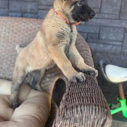 Belgian Malinois puppies from Century Hills Farm