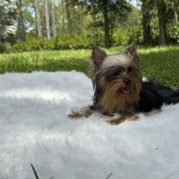 Nikolai - Black and gold male Yorkshire Terrier puppy in Naples, Florida from Puppies Forever 💙❤️🐶