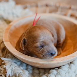 Kelsea Ballerini - Red  female Goldendoodle puppy in Lumberton, Mississippi from SouthernDoodlebug/ Utah Doodlebug