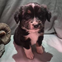 Cosmo - Black tri male Toy Australian Shepherd puppy in Humansville, Missouri from Tater Tot aussies