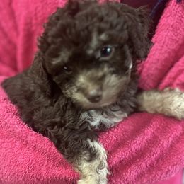 Maltipoo Puppies from Quiana's Maltipoos