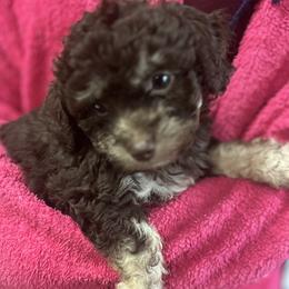 Maltipoo Puppies from Quiana's Maltipoos
