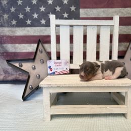 Roman Candle - White and black male Rat Terrier puppy in Cushing, Oklahoma from Northwoods Rat Terriers