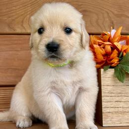Minnie - Light golden female Golden Retriever puppy in Doniphan, Missouri from Stockford’s Golden Retrievers