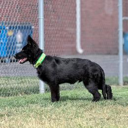 Cade vom fullhaus - Black male German Shepherd puppy in Johnson City, Tennessee from Vom Fullhaus German Shepherds