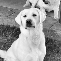 Gertie - Labrador Retriever