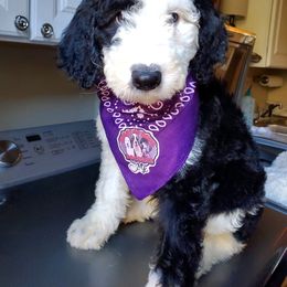 Saint Berdoodle and Sheepadoodle Puppies from Heart of Dixie Doodles