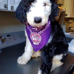 Saint Berdoodle and Sheepadoodle Puppies from Heart of Dixie Doodles