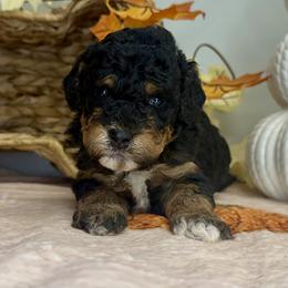 Girl 3 - Phantom female Bernedoodle puppy in Russiaville, Indiana from Pleasant Creek Minibernedoodles