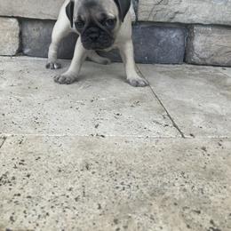 Girl 1 - Fawn female Pug puppy in Brooksville, Florida from Windsorsprings