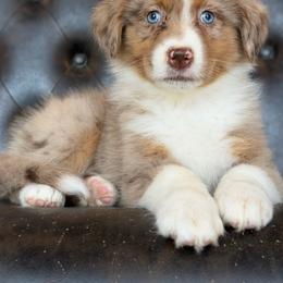 Piper-has tail-many videos - Red merle female Australian Shepherd puppy in Troy, South Carolina from Australian Shepherds of 3/W Farms