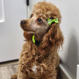 Red - Poodle