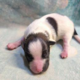 Noel - White female Companion Cross puppy in Davenport, Washington from Lovely Ladies and Little Asses Miniature Equines (L3A Pomeranians & Papillons)