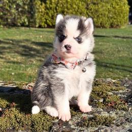 Mario - Wolf sable male Pomsky puppy in Venus, Pennsylvania from Hemlock Pines Pomsky