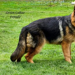 Green Collar Female - Black and red German Shepherd puppy in Washington from Ampid German Shepherds