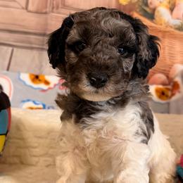 Ranger - Blue merle male Aussiedoodle puppy in Dickerson, Maryland from Pawsome Aussie Doodles and Oodles