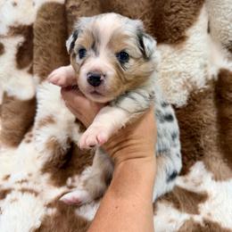 Coral collar - Blue merle female Aussiedoodle puppy in 32046, Florida from River Hill Ranch