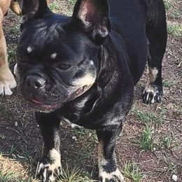 Raven - French Bulldog