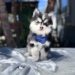 Scorpio - Black and white male Pomsky puppy in Homeland, California from Lara's Ranch Pomskies