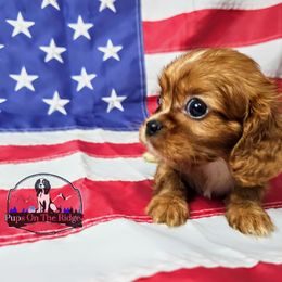Cavalier King Charles Spaniel and Companion Cross Puppies from Pups on the Ridge