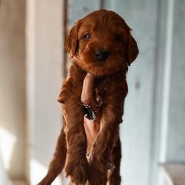 Lace - Red  female Goldendoodle puppy in Shingle Springs, California from Kindred Oak Goldendoodles