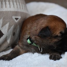 Slumber - Wheaten male Soft Coated Wheaten Terrier puppy in Kirksville, Missouri from BellSharps Australian Shepherds
