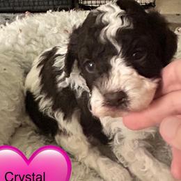 Crystal - Parti female Poodle puppy in Mineral Wells, Texas from S.H.A.R.P.’s Toy Poodles