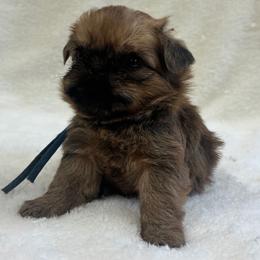 Charles - Red male Brussels Griffon puppy in Columbus, Ohio from Last Knight and Greyhawk Kennels