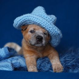 Australian Cattle Dog and Collie Puppies from Blackberry Hills