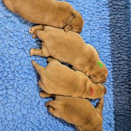 Brown Dot - Yellow male Labrador Retriever puppy in Farmingdale, New Jersey from Familyraised Labradors