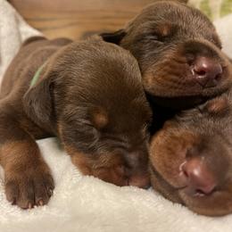 Luca - Red and rust male Doberman Pinscher puppy in Boyd, Texas from Team Feem Breeders