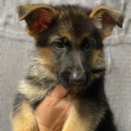 German Shepherds from Kingdom Shepherds