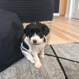 Molly - Black and white female Cavapoo puppy in Gap, Pennsylvania from Coles Cavapoo’s