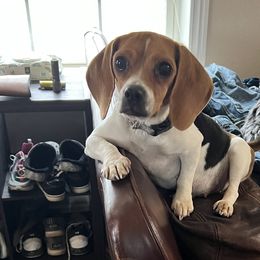 Miley - Beagle