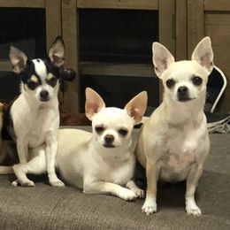 Chihuahuas from WHEELARKK CHIHUAHUAS