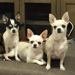 Chihuahuas from WHEELARKK CHIHUAHUAS