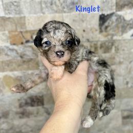 Kinglet - Merle male Bernedoodle puppy in Midland, Michigan from Northern Charm Farm