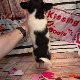 Naomi - Black and white male Chihuahua puppy in Palmyra, Indiana from Country Star Chihuahuas