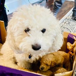 Cavapoos, Cotons de Tulear, Maltipoos, and Poodles from Mid Sized Maltipoos and More LLC