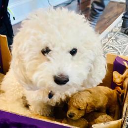 Cavapoos, Cotons de Tulear, Maltipoos, and Poodles from Mid Sized Maltipoos and More LLC