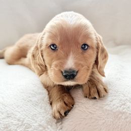 Companion Cross Puppies from Happy Tails Mini Goldens