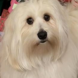 Dolly Parton - Havanese