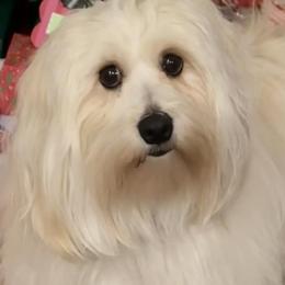 Dolly Parton - Havanese